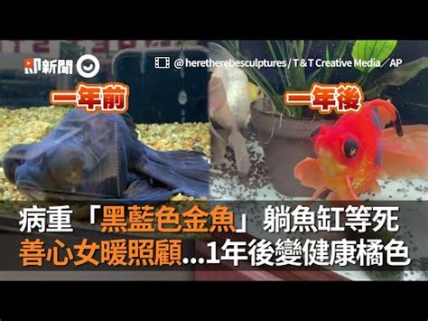 黑牡丹金魚壽命|黑牡丹金魚飼養建議